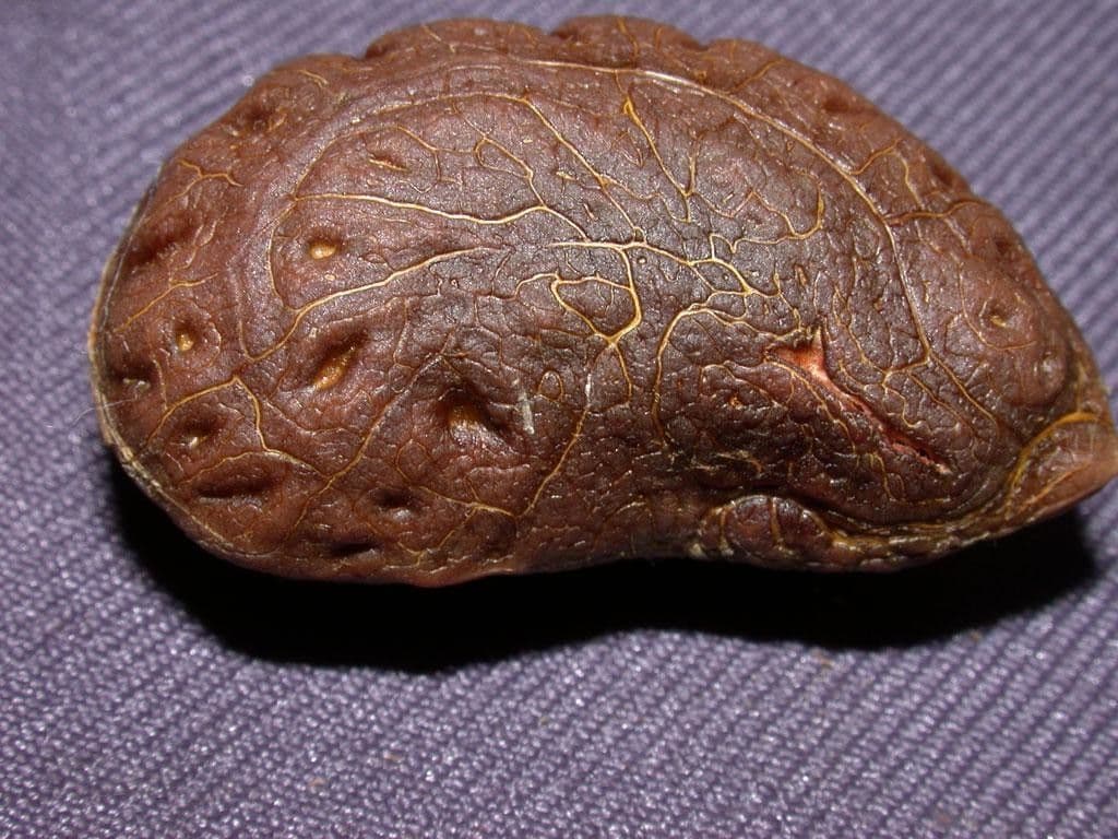 Anomospermum reticulatum 15