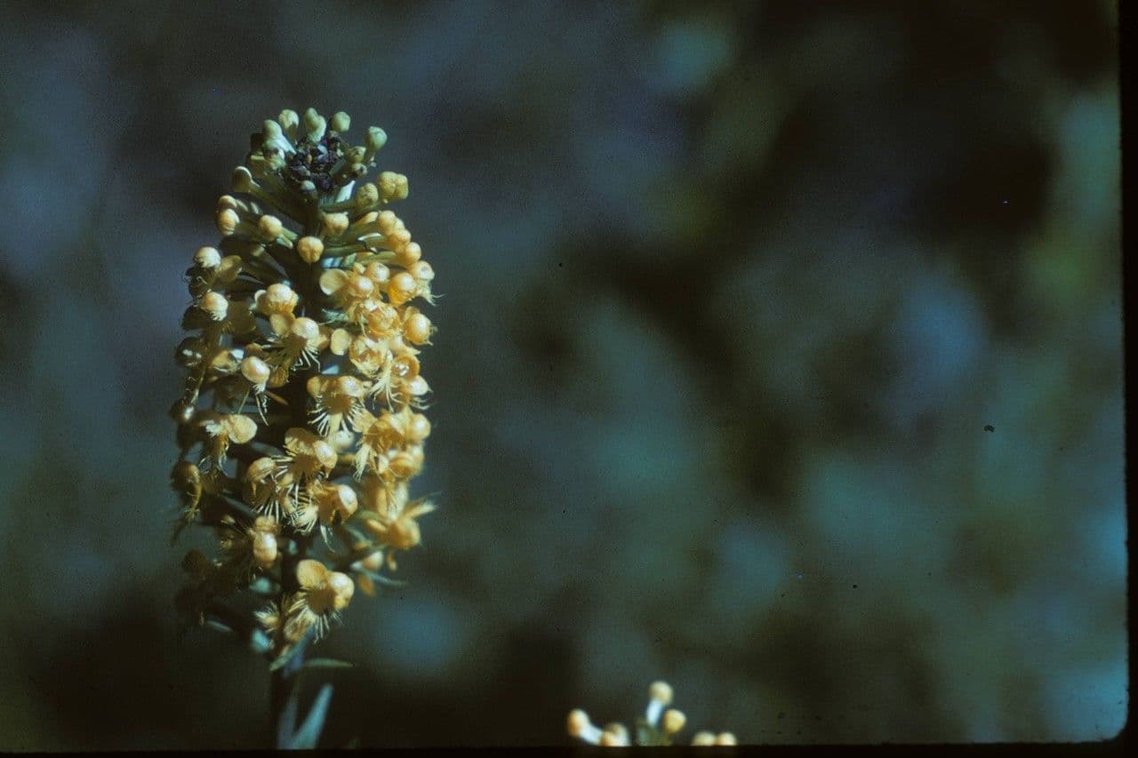 Orchidea gialla crestata 4