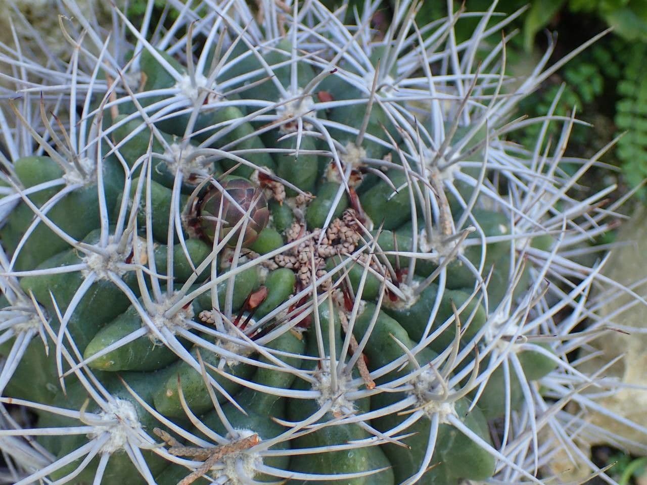 Cactus 7