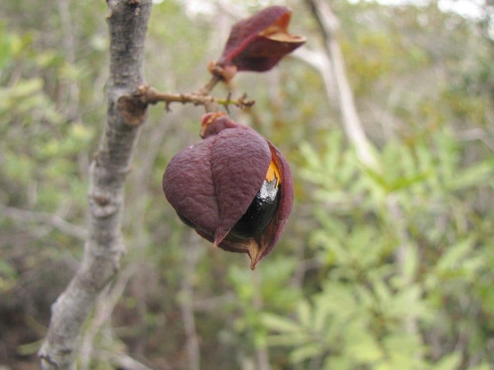 Lepidocupania 2