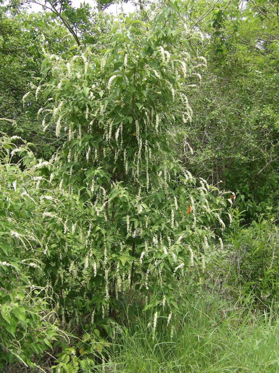 Croton di Sonora 2