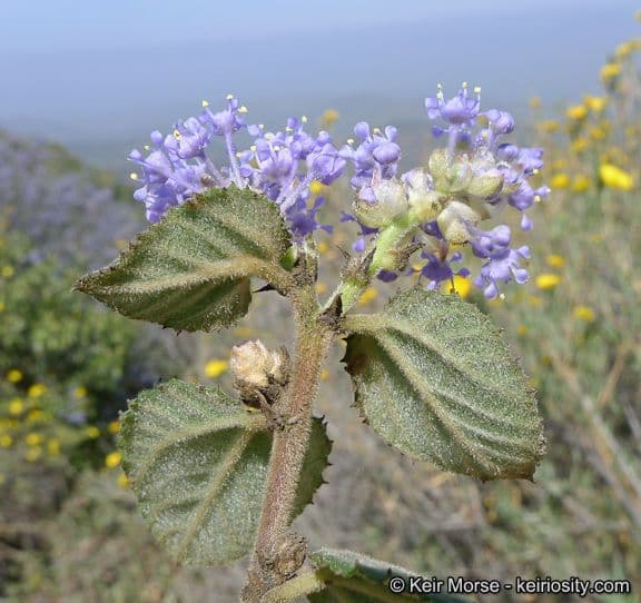 Behaarter Ceanothus 4