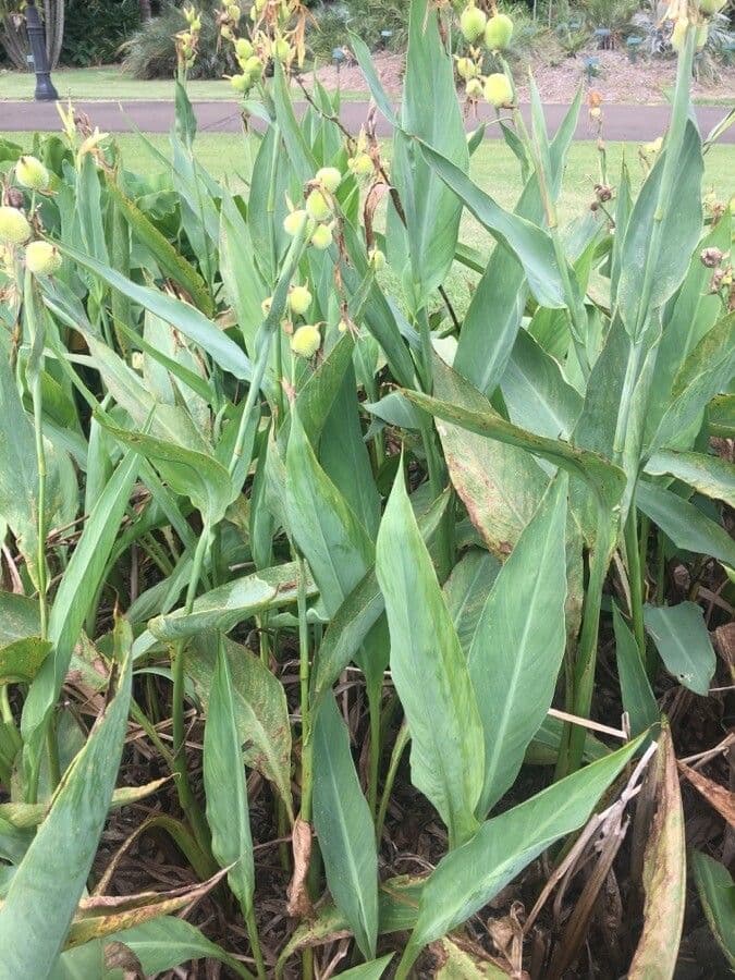 Canna glauca 15