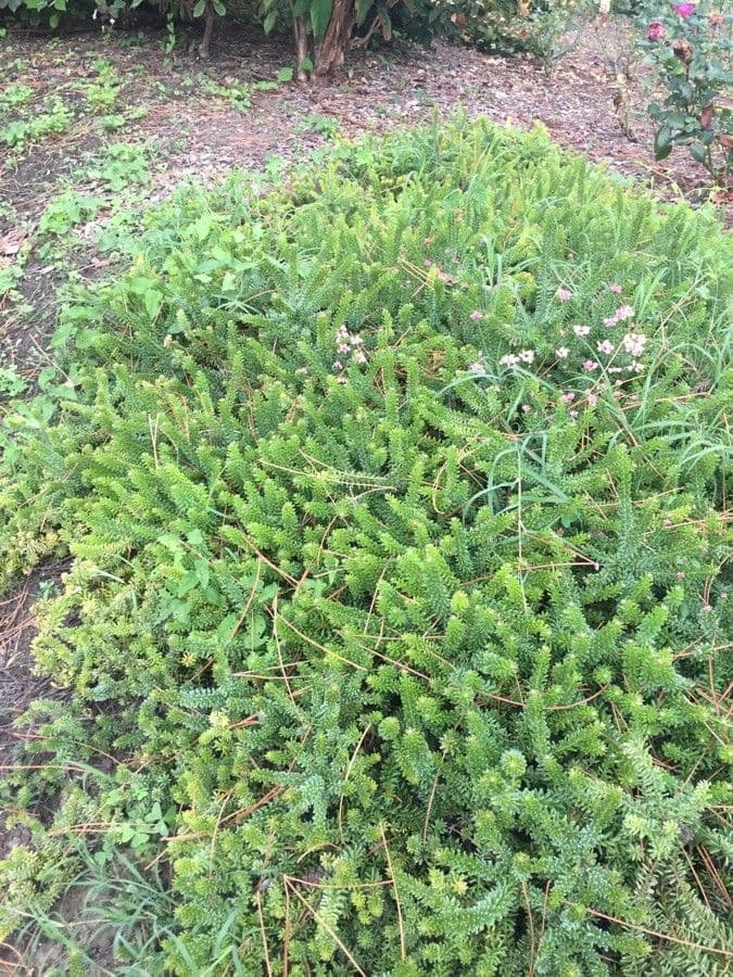 Grevillea lanosa 10