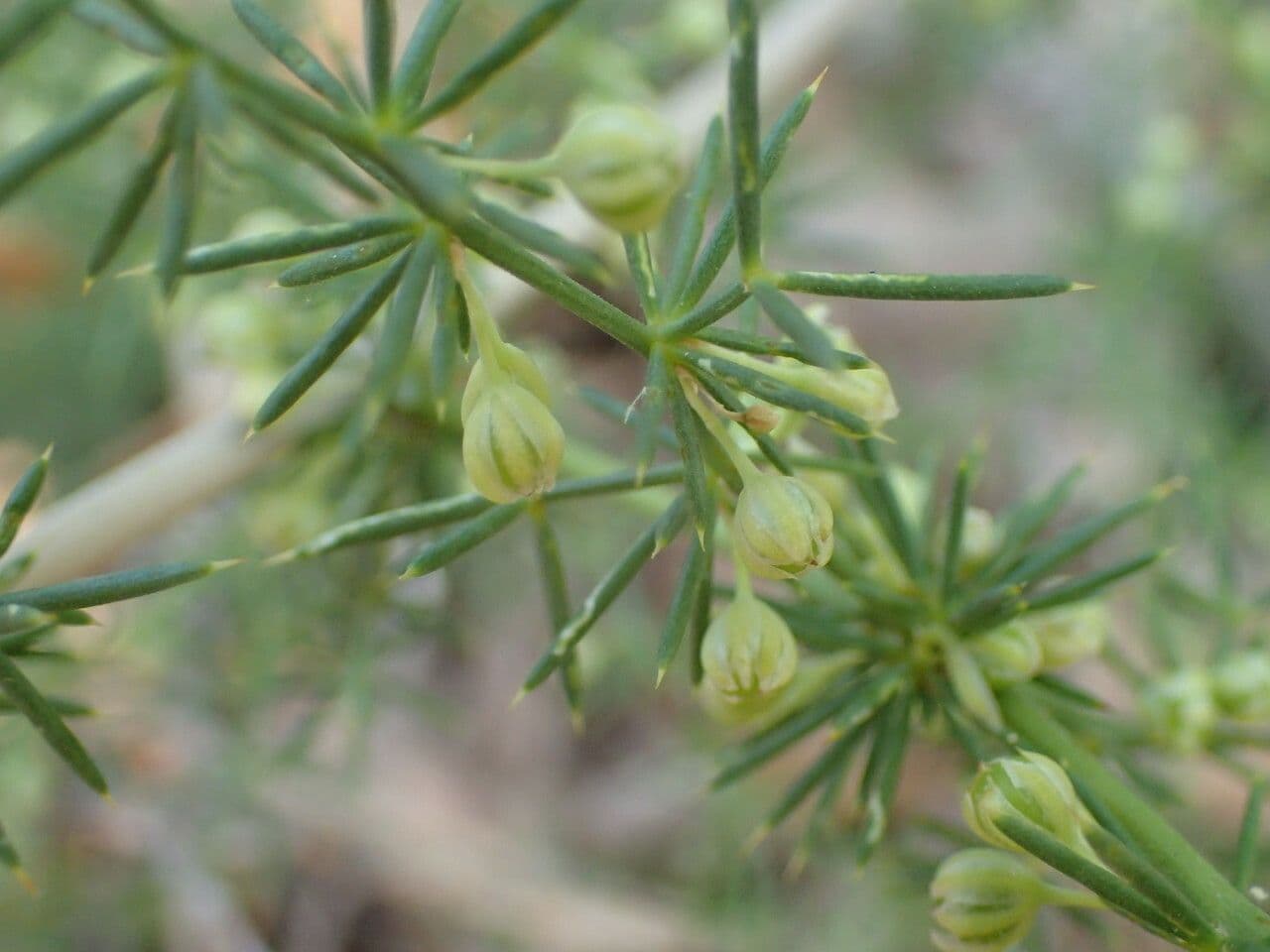 Asparago selvatico 6