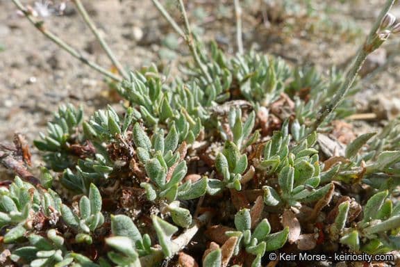 Eriogonum Wrightii 10