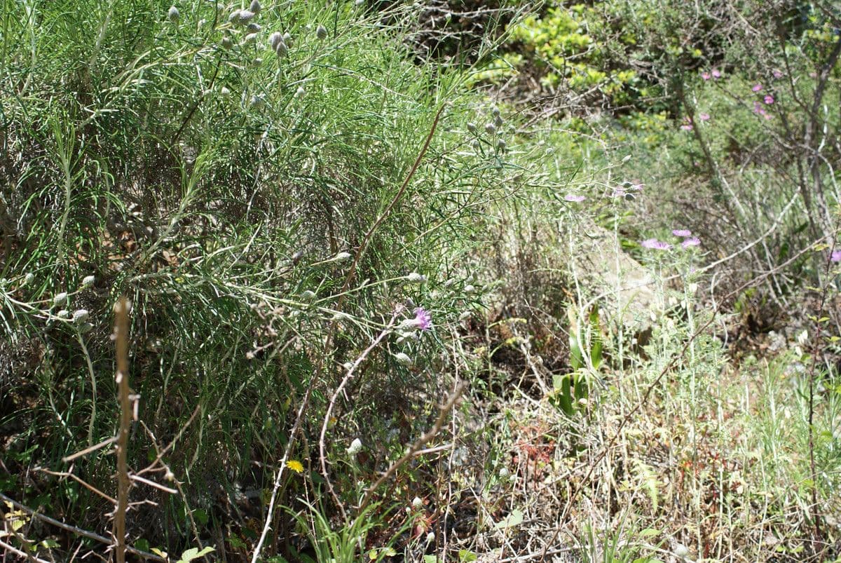 Ptilostemon chamaepeuce 11