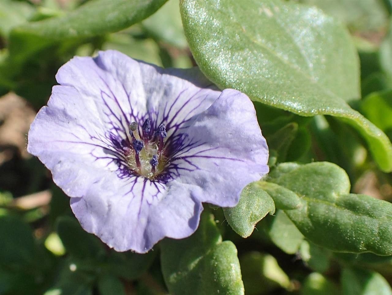 Kriechende Nolane 4