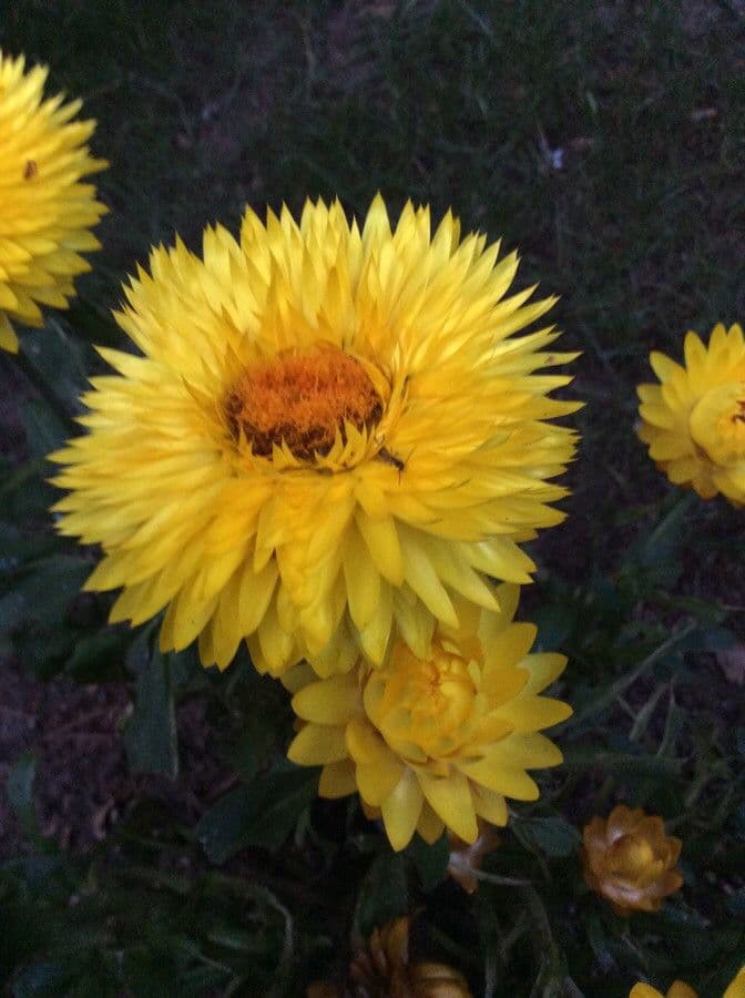 Xerochrysum 3