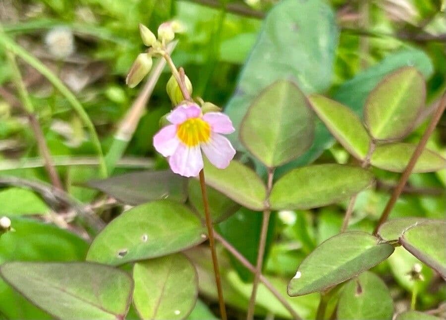 Acetosa di Barrelier 6