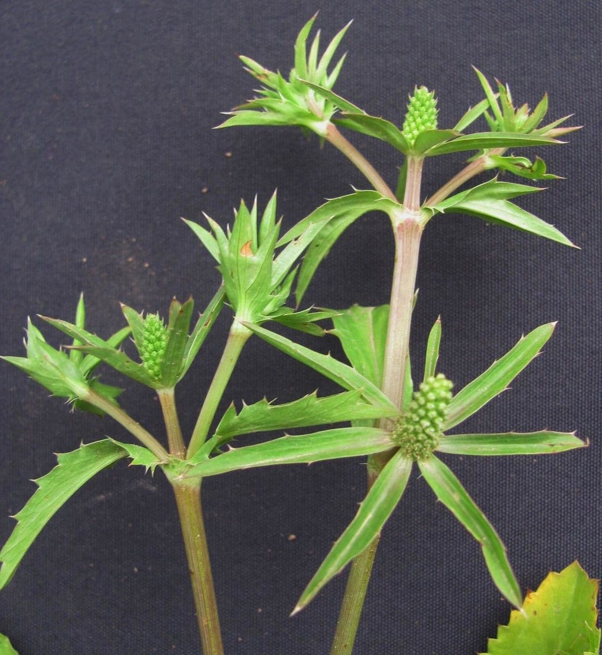 Eryngium foetidum 25