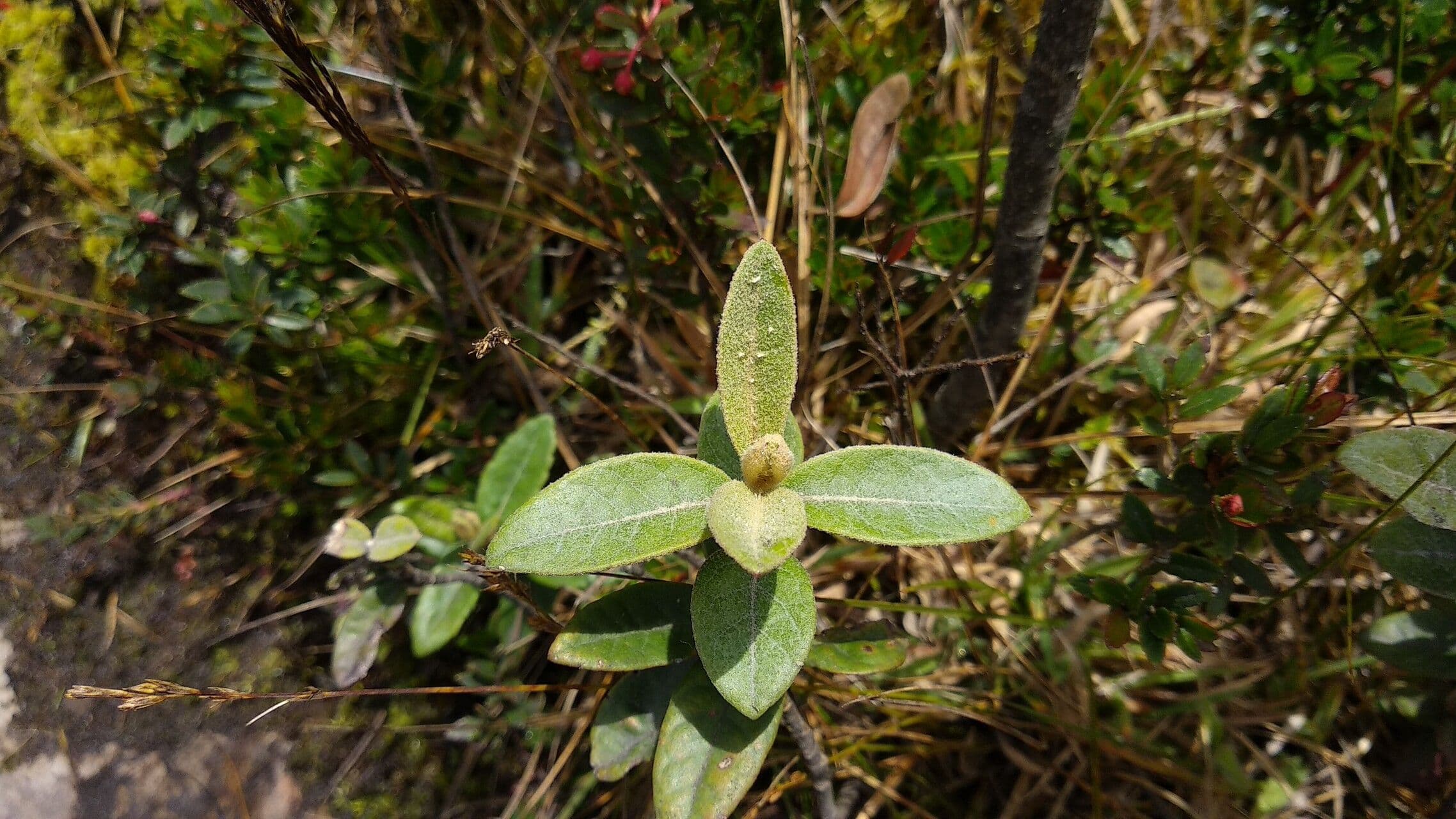 Ageratina 6