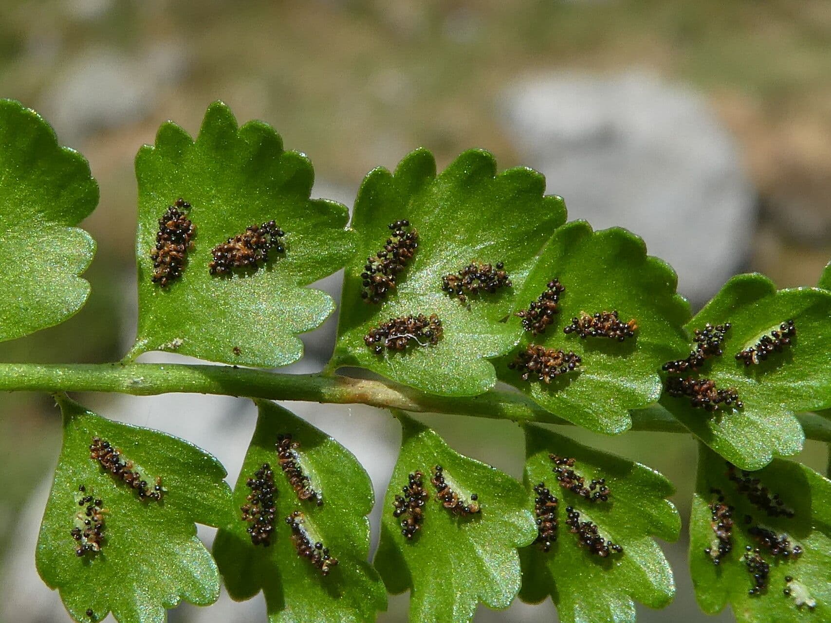 Asplenio verde 2