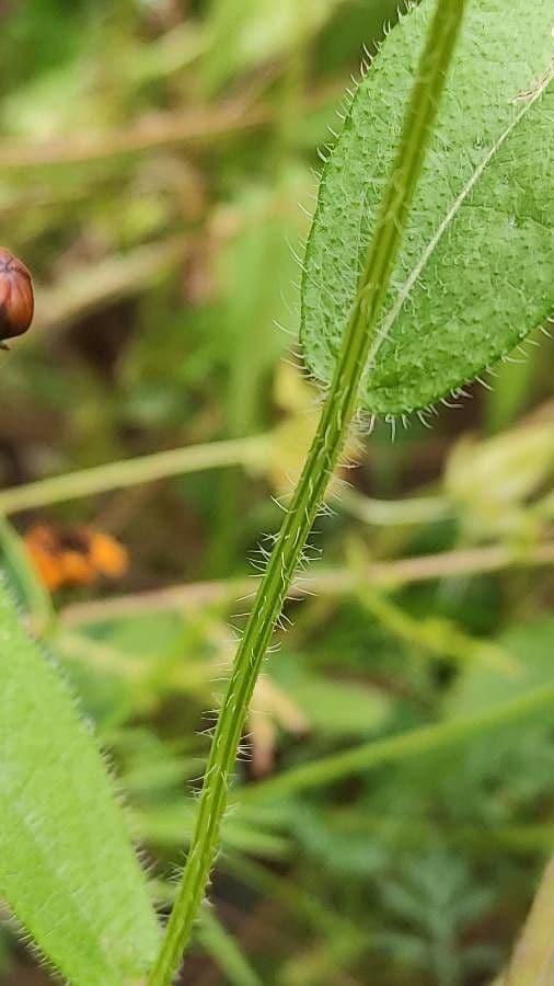 Färber-Mädchenauge 24