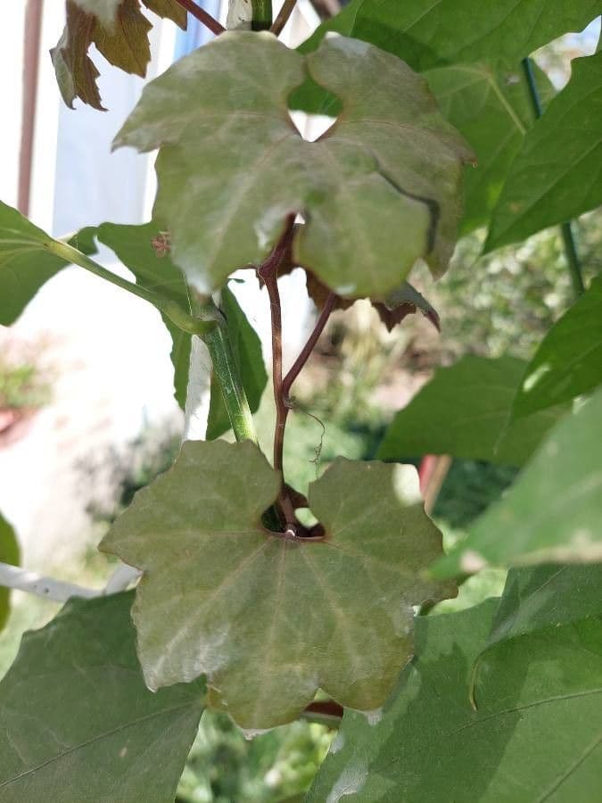 Calebasse odorante 3