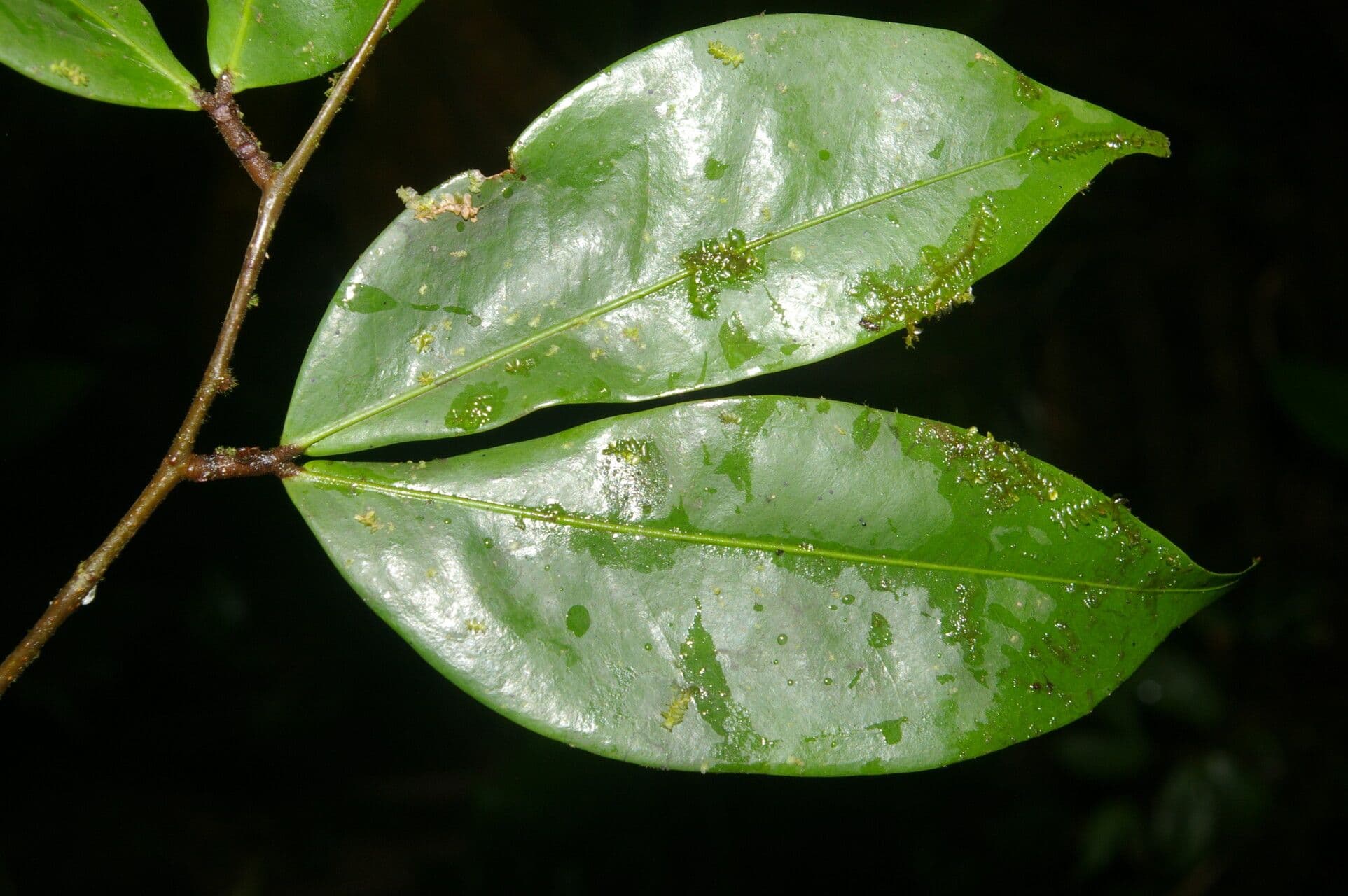 Cynometra 6