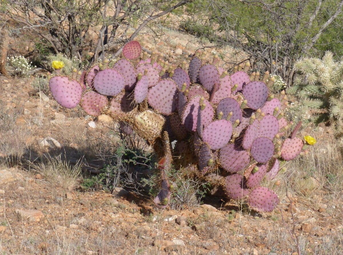 Opuntia macrocentra 13