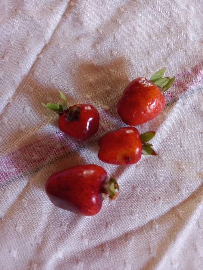 Eugenia 5