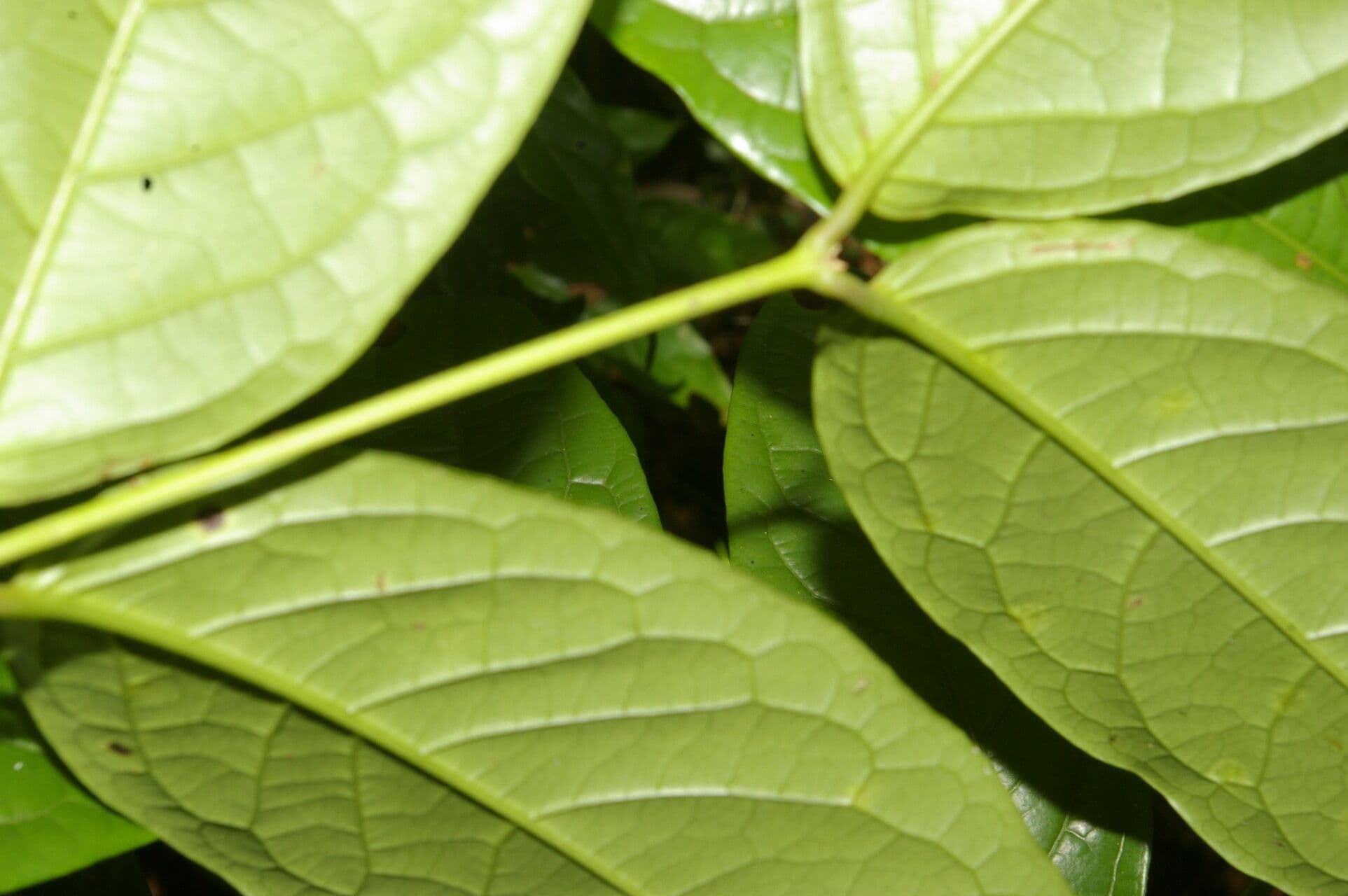 Glicophyllum 2