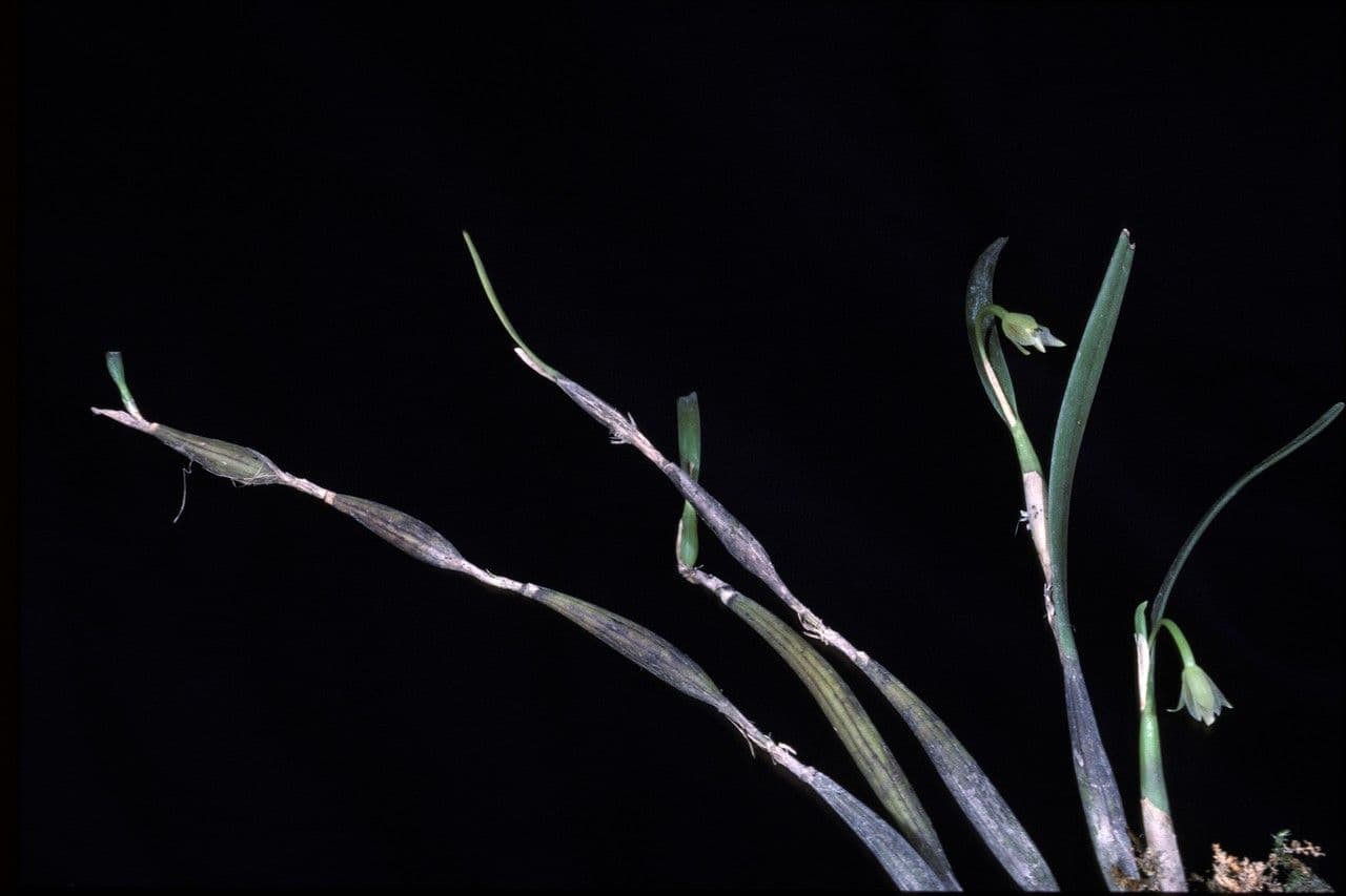 Scaphyglottis 2
