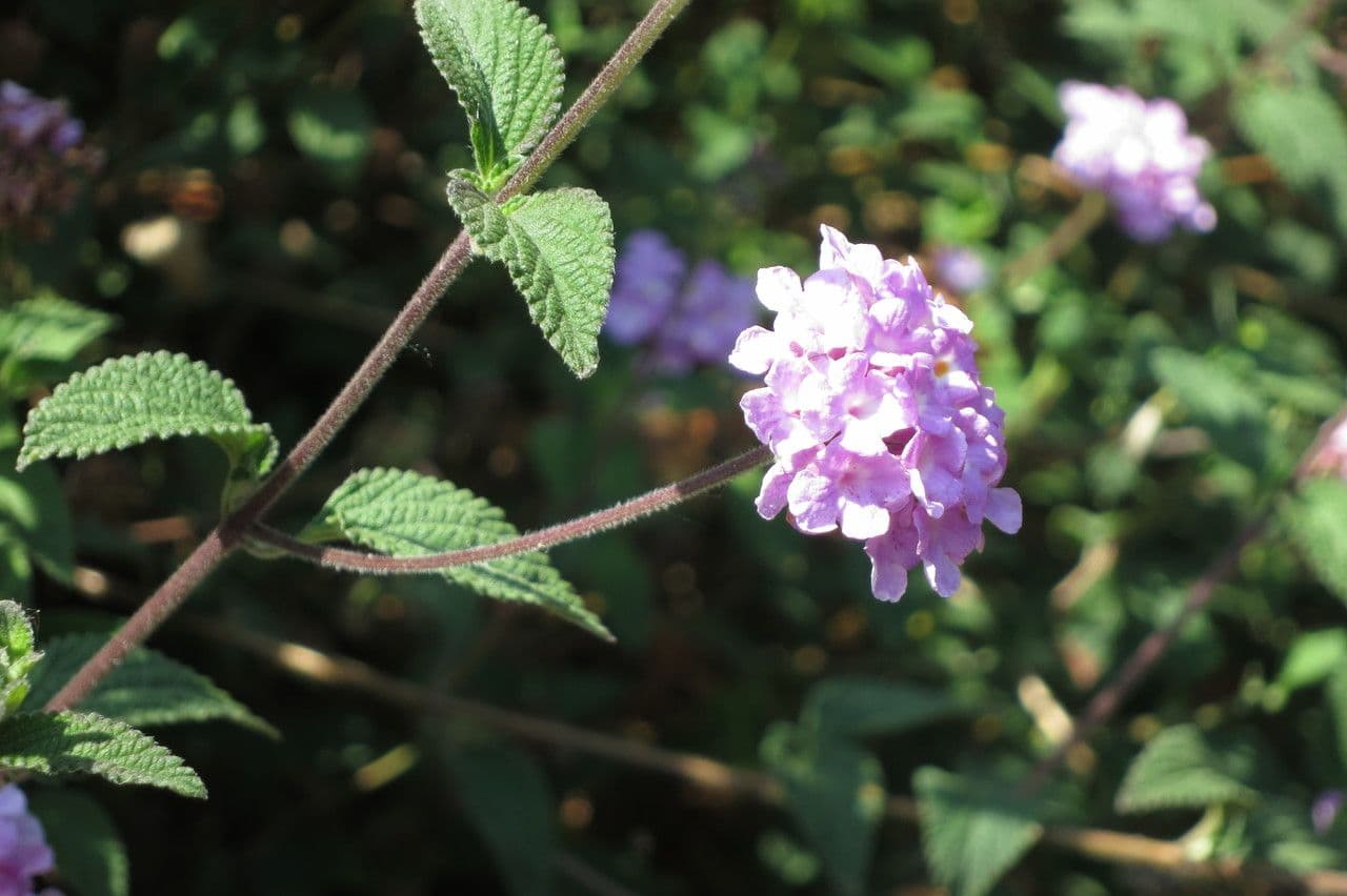 Lantana 25