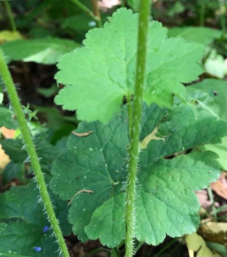 Tellima grandiflora 21