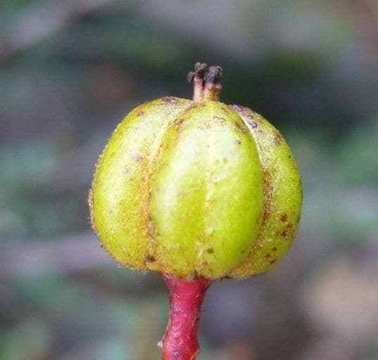 Tetracoccus