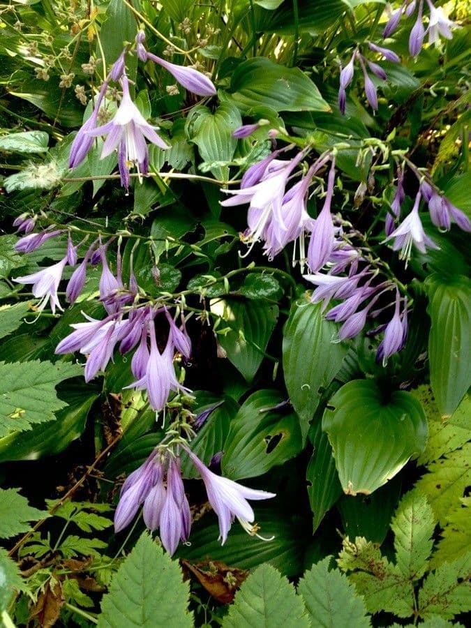 Hosta 11