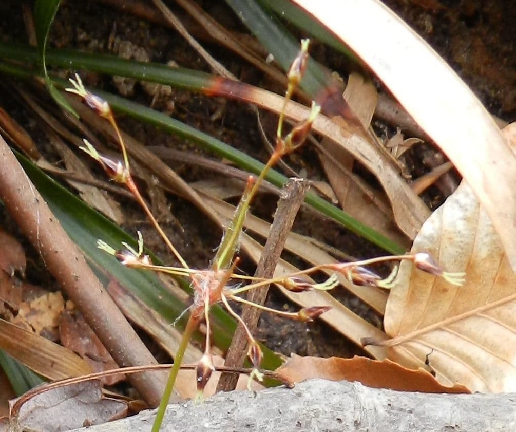 Luzula acuminata