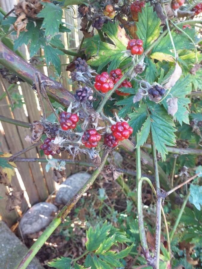 Schlitzblättrige Brombeere 4