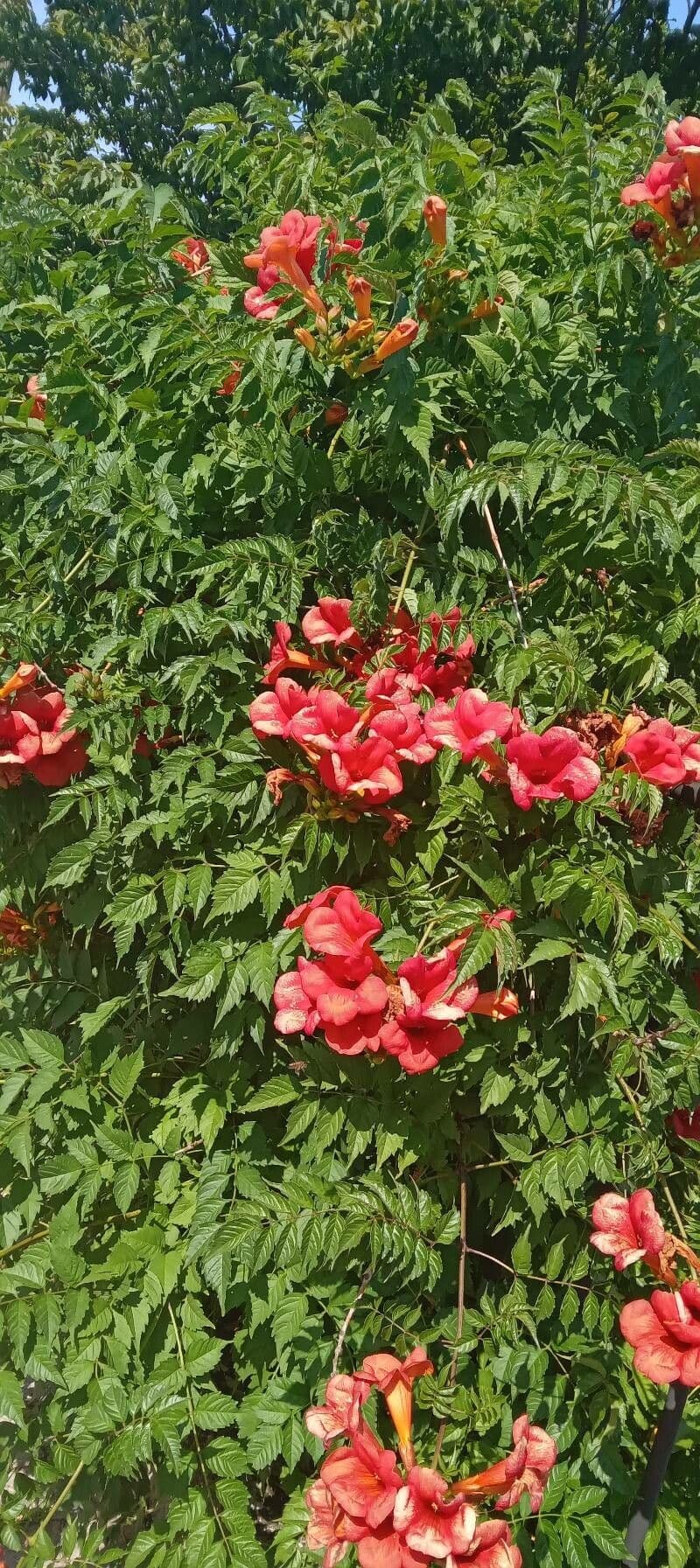 Bignonia cinese 12