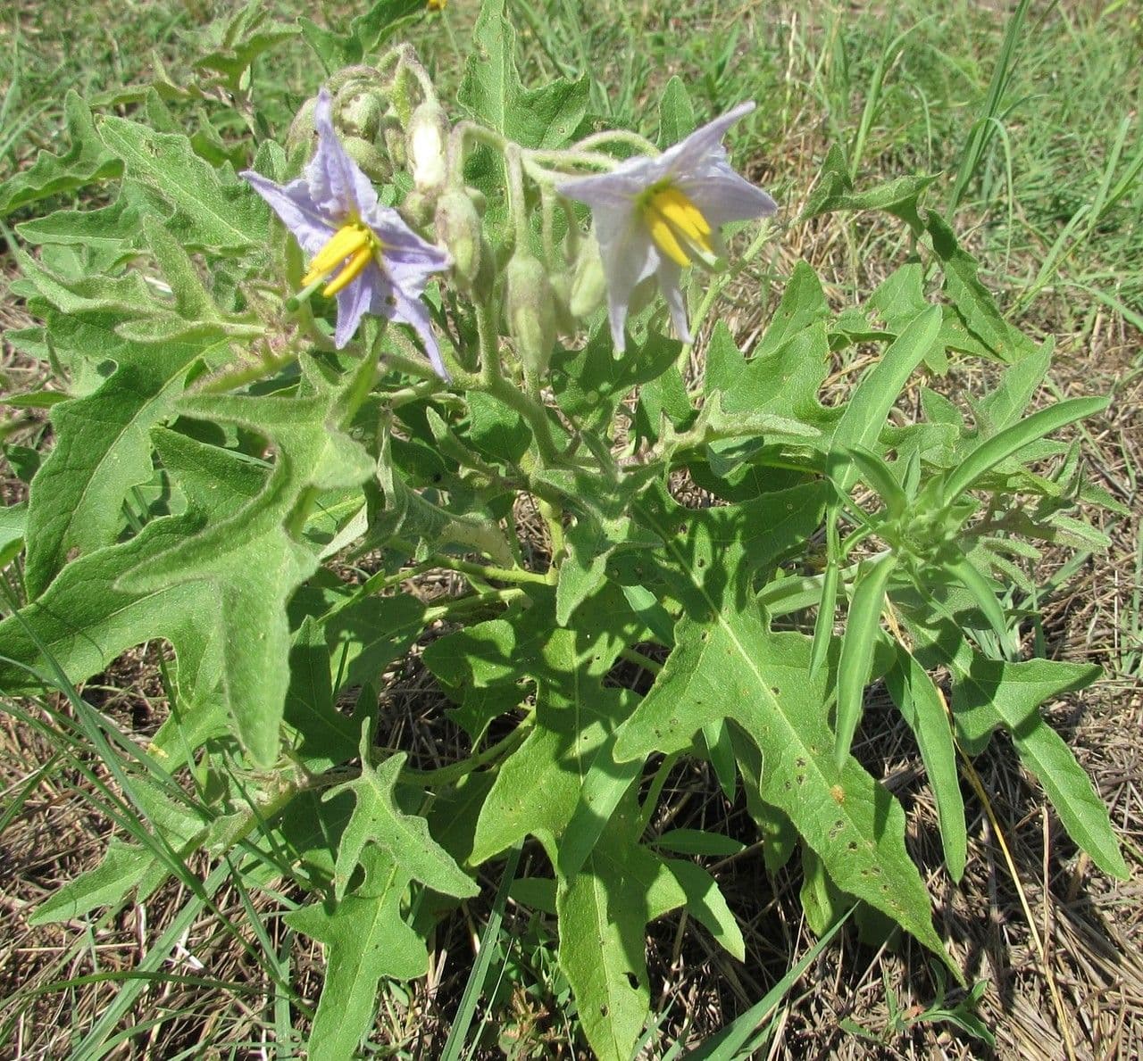 Solanum dimidiato 15