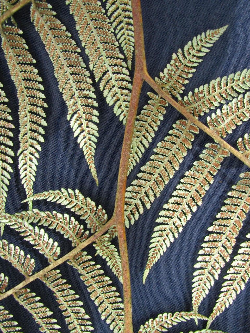 Lophosoria quadripinnata 11