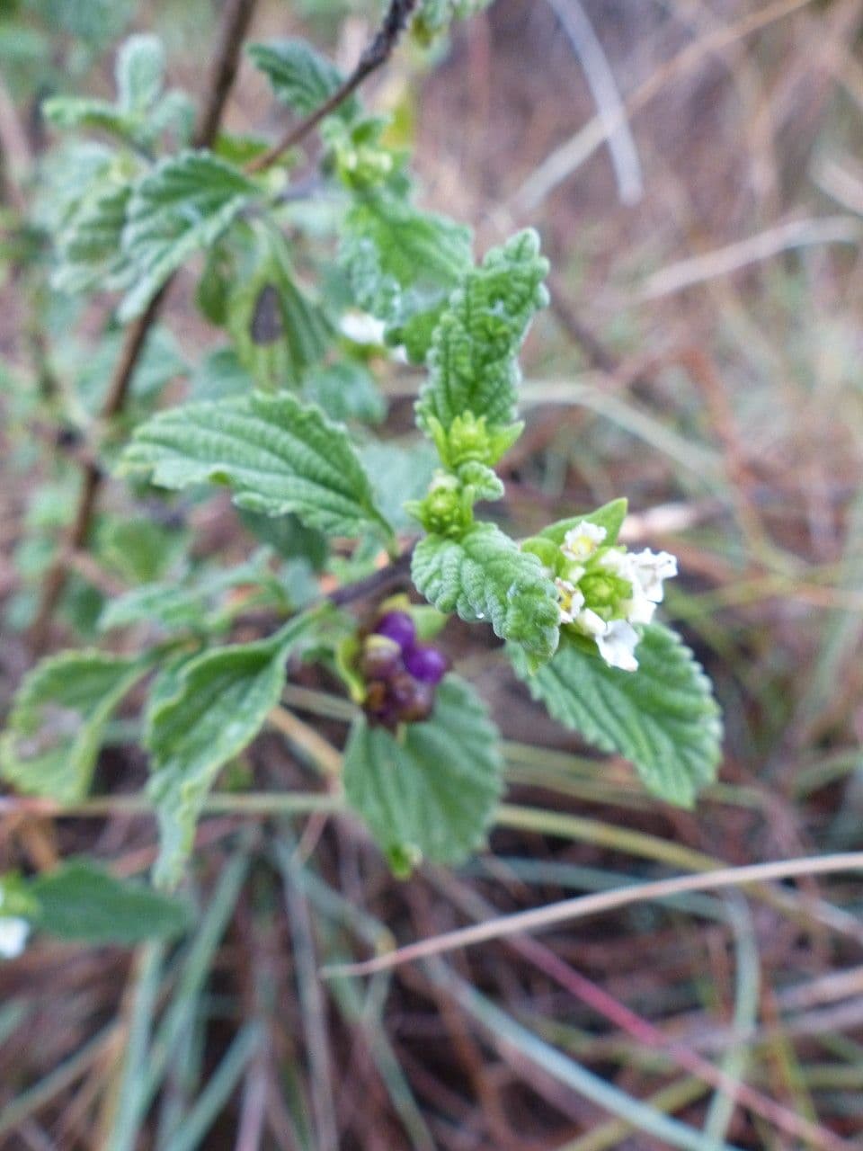 Lantana 22