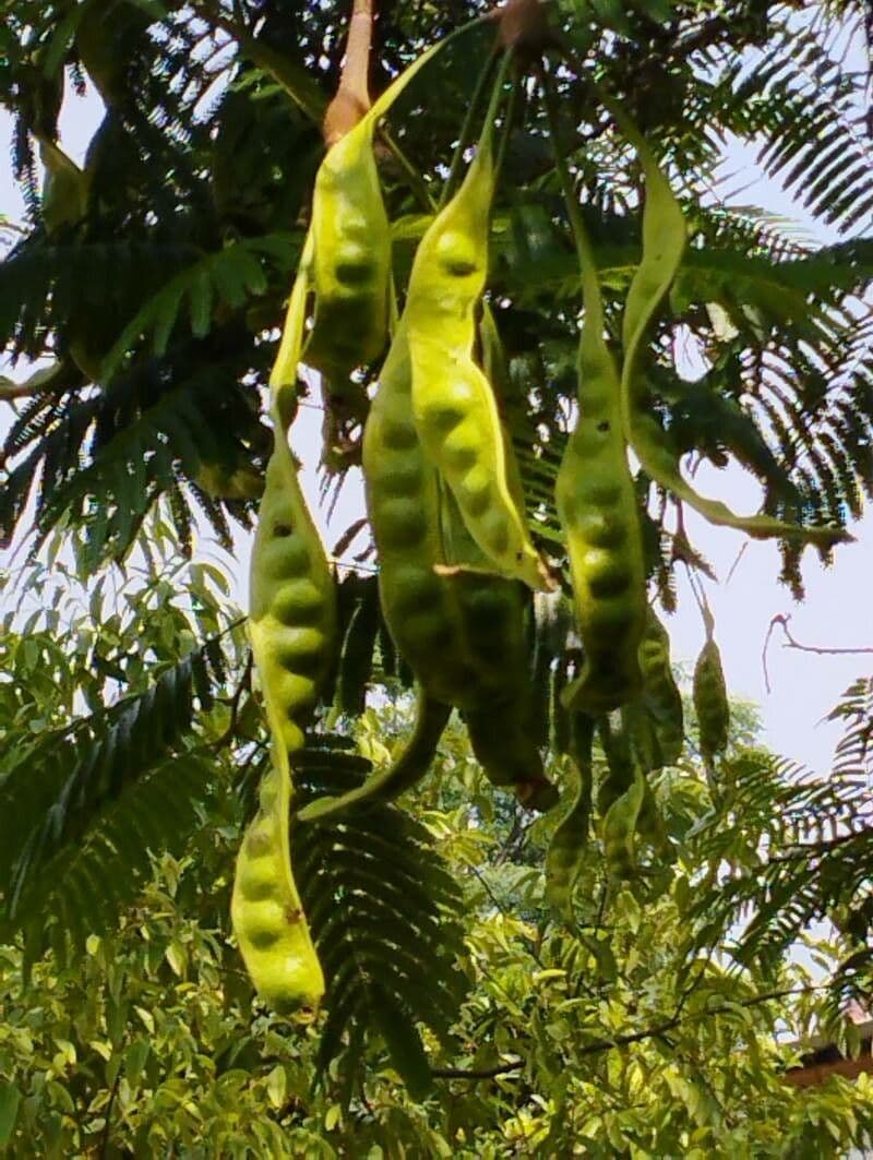 Parkia 3