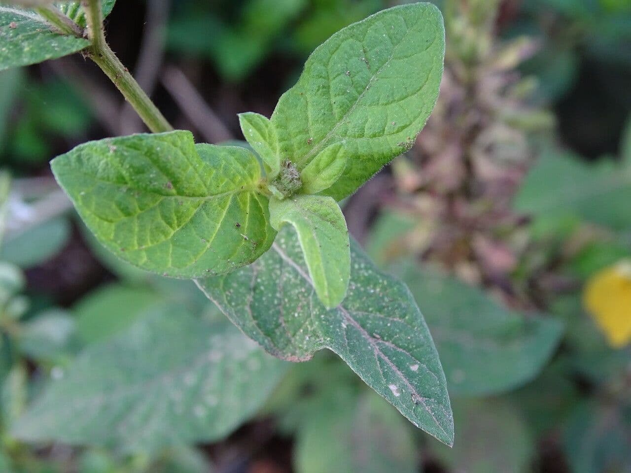 Gutenbergia 11