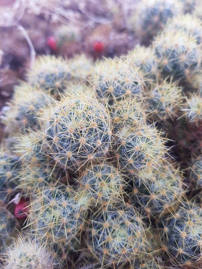 Cactus proliferante 25
