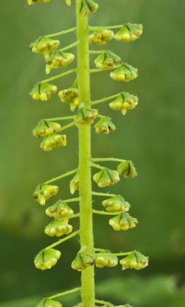 Ambrosia trifida 22