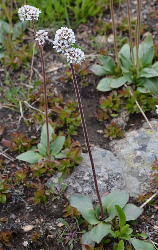 Saxifraga romboidale 5