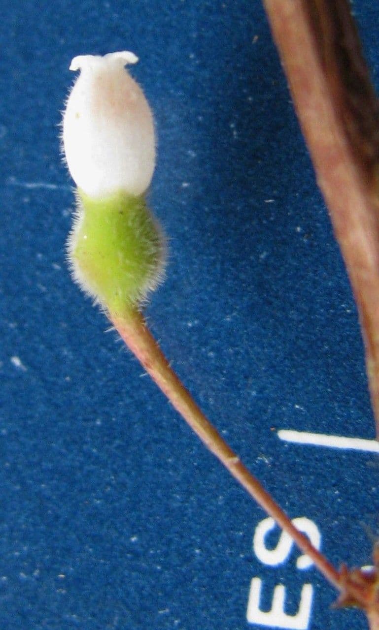 Sphyrospermum 3