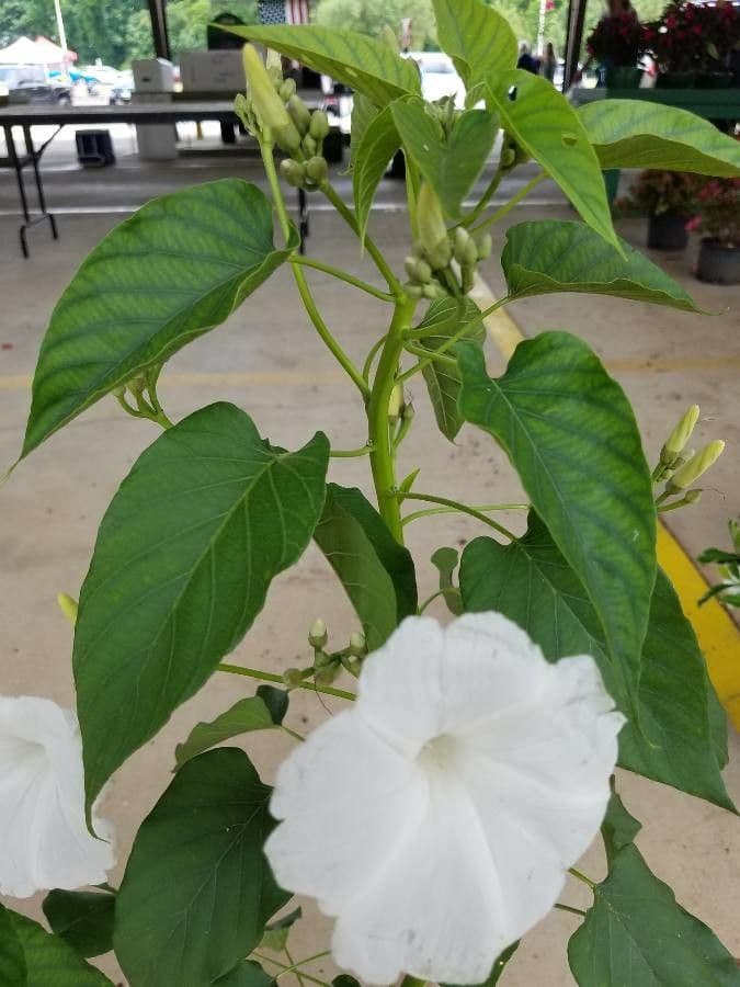 Ipomea carnosa 14