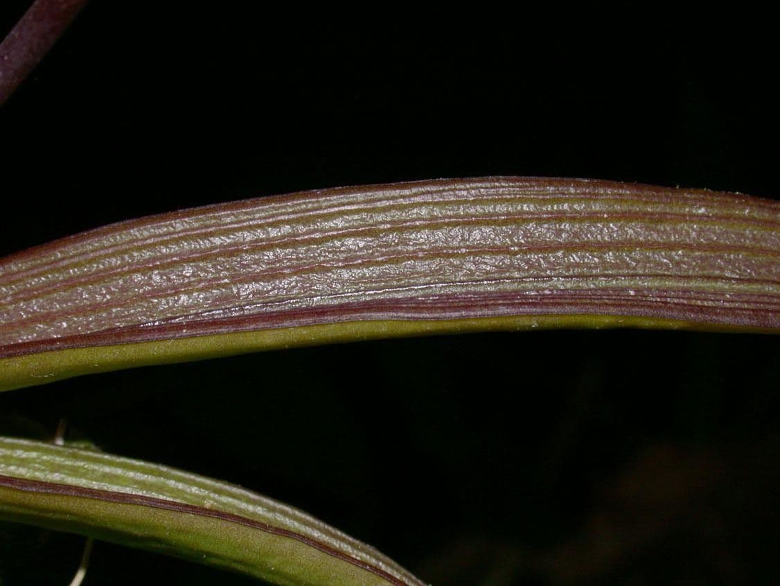 Ionopsis 15