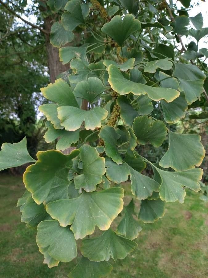 Ginkgo 17