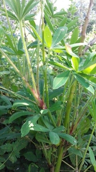 Schmalblättrige Lupine 21