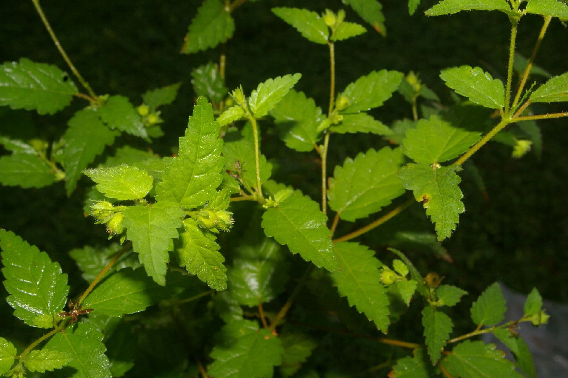 Croton 7