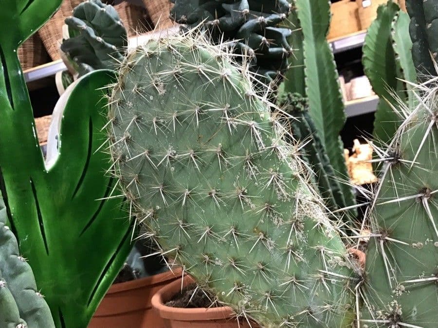Opuntia pilifera 6
