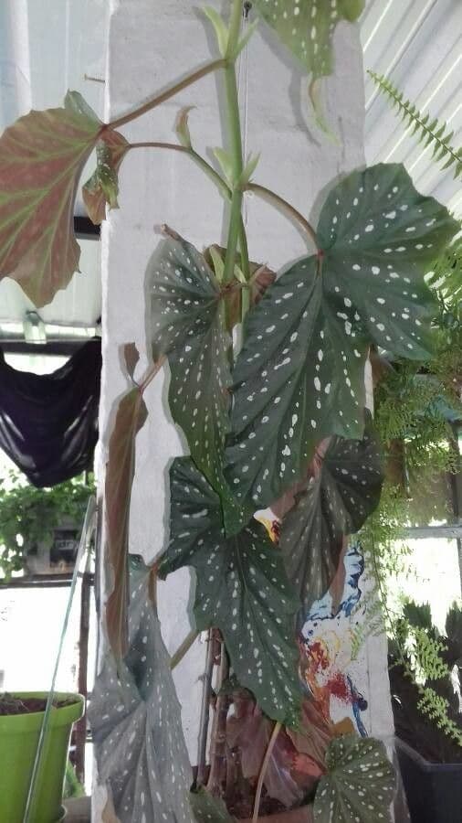 Begonia 4