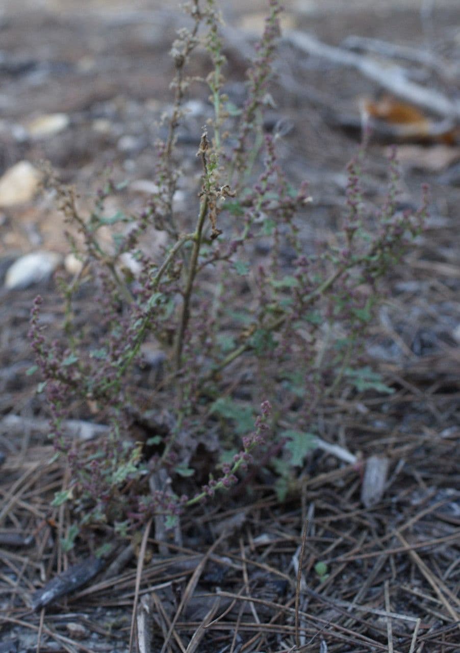 Chenopodio 12