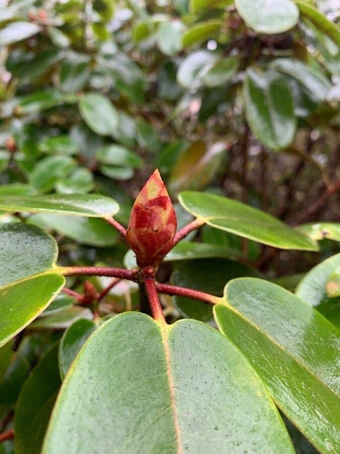 Rododendro 21