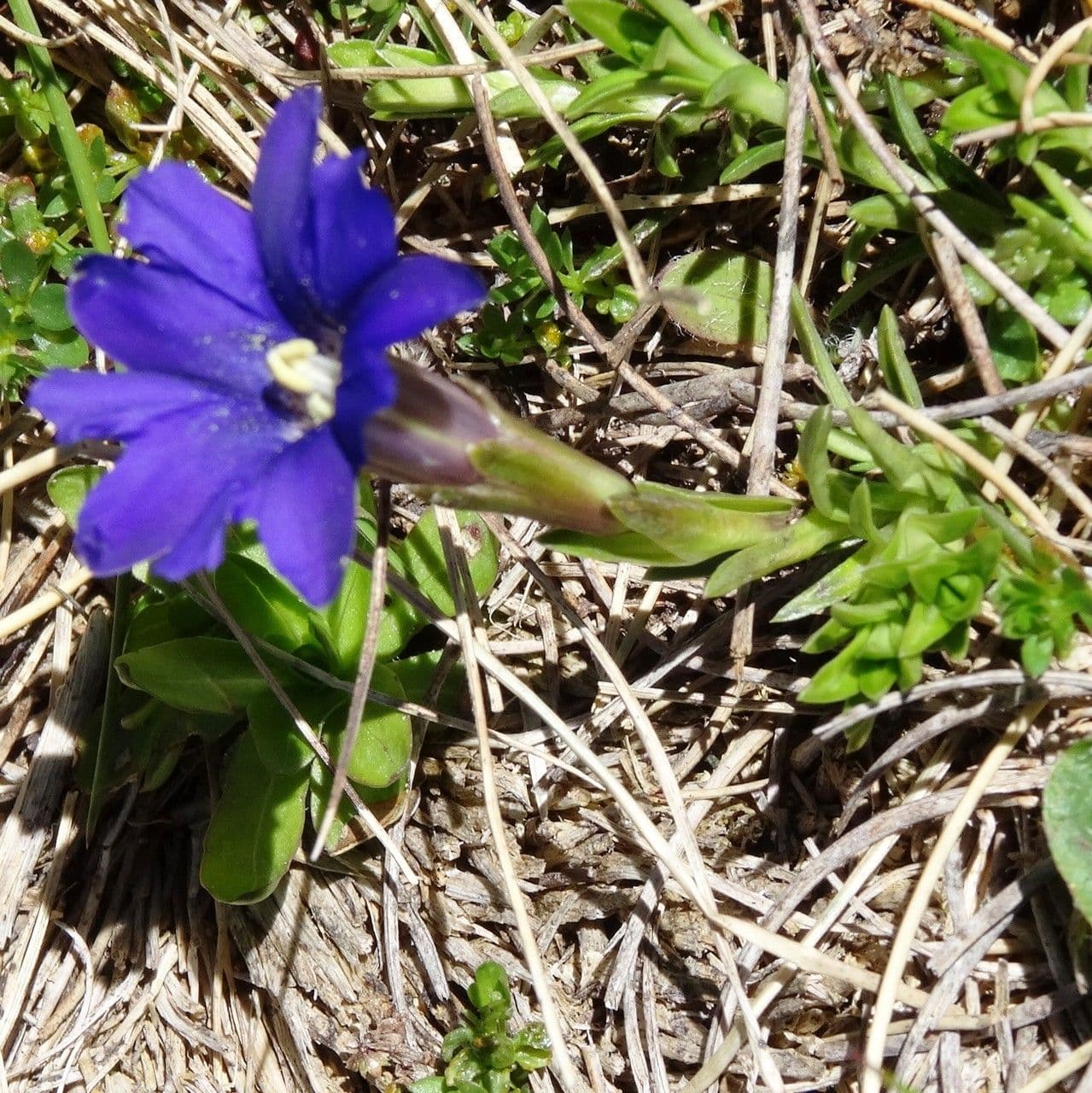 Goryczka 9